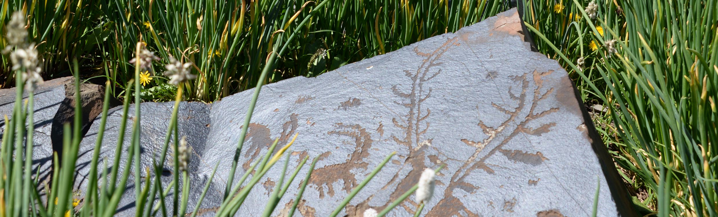 Finding ancient petroglyphs in the mountains of Kyrgyzstan